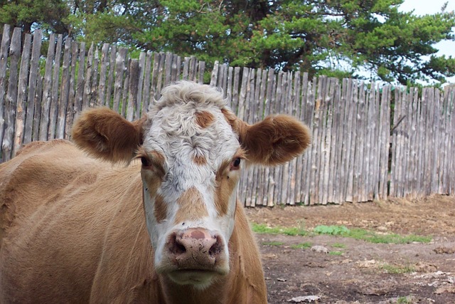 meatbeeffishfarmingfarm-640x480-60812044.jpeg