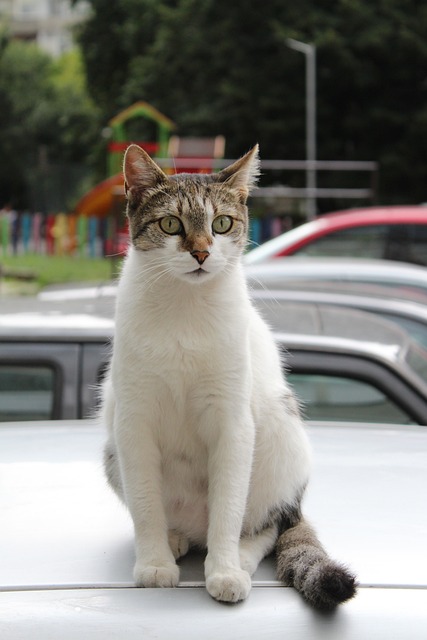 pet-sitting-640x480-29441174.jpeg