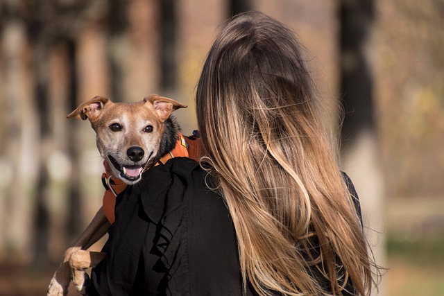 pet-sitting-640x480-35476848.jpeg