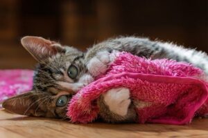 pet-sitting-640x480-38895007.jpeg