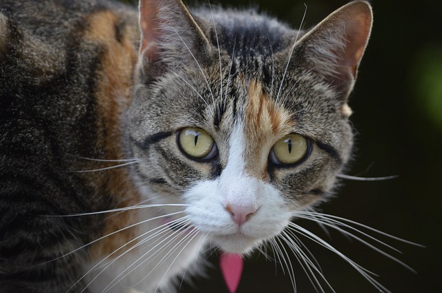 pet-sitting-640x480-70115190.jpeg